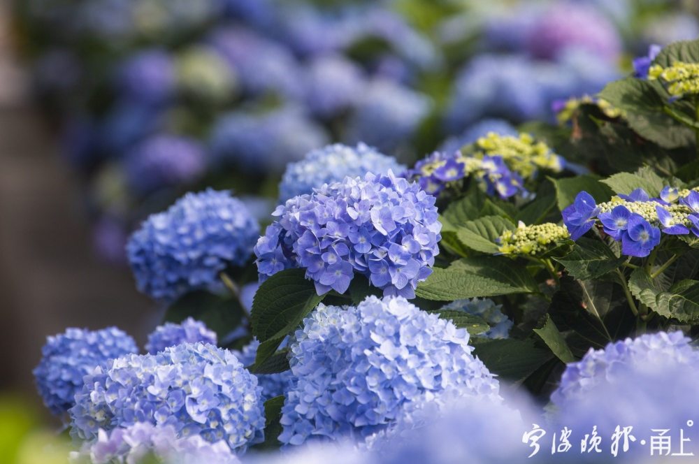 2米!宁波老外滩这条绣球花道太美了!