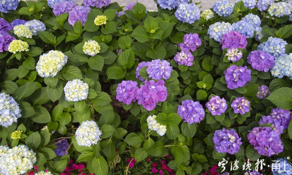 2米!宁波老外滩这条绣球花道太美了!