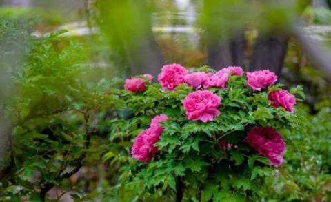 北京世园公园芍药花容绰约 腾讯网