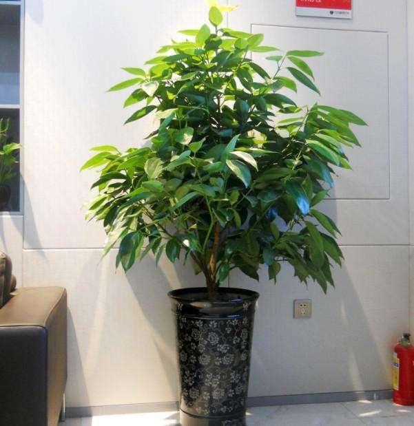 3种养在室内的树寓意好家庭兴旺四季都是绿油油