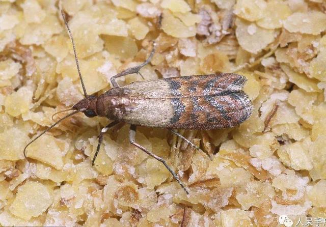 家里大米生虫怎么办几个窍门教给你有效预防虫蛾生长