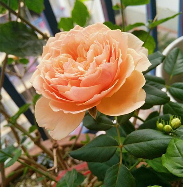 月季花叶片被虫咬的全是洞 赶紧找到虫卵位置 根除也是解决方法 腾讯网