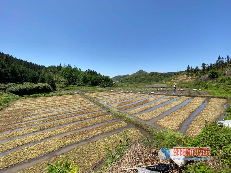 隆回崇木凼村 撒下水苔小苗子 打造致富新路子 腾讯新闻