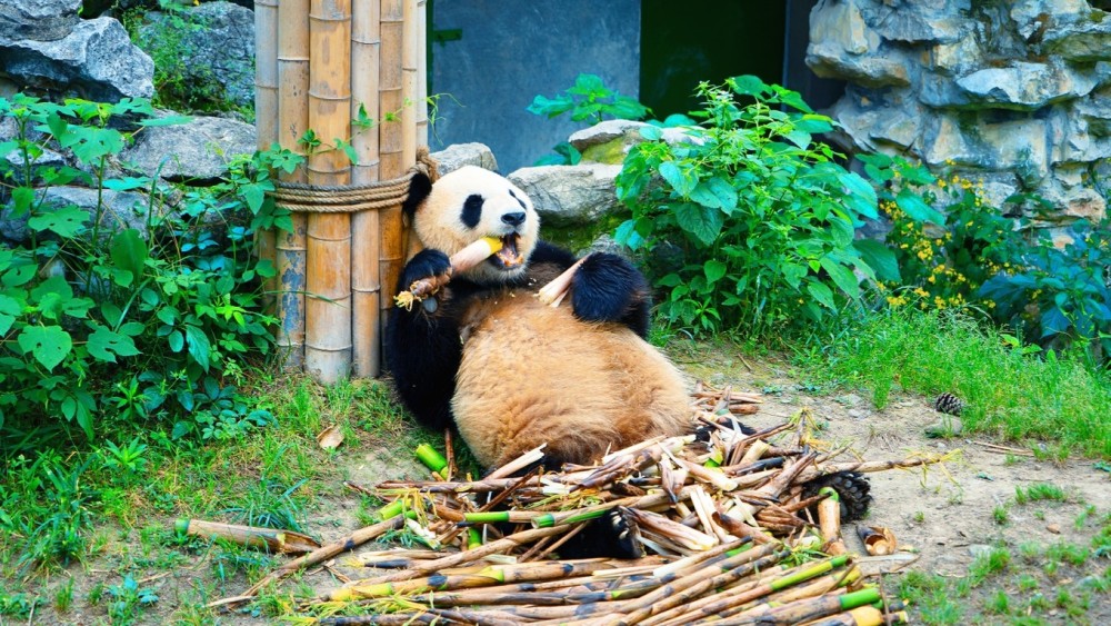 這裡簡直就是大熊貓的樂園,在這邊無憂無慮的生活,有吃不完的竹子,真