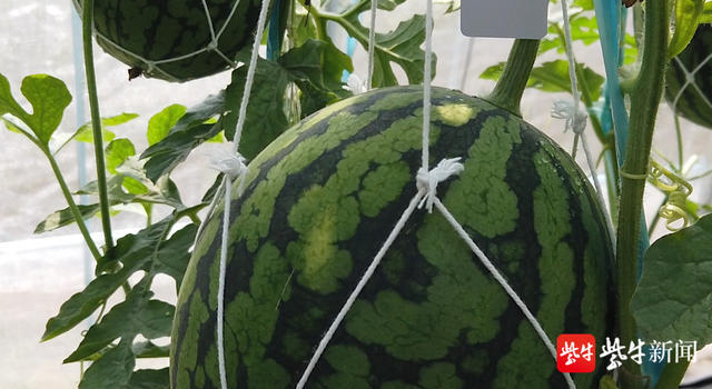 视频南京江宁横溪西瓜开卖价格与去年持平