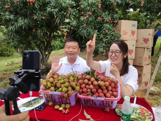 茂名荔枝直播卖疯了