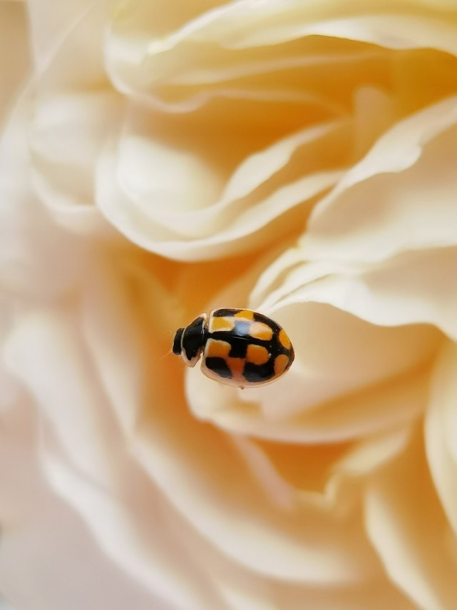 一只花纹别致的瓢虫