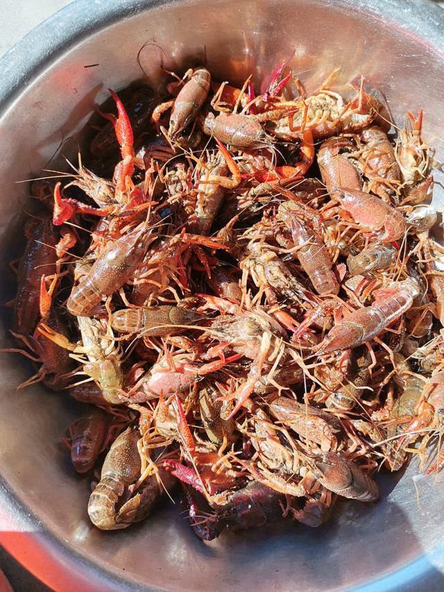 花50元买了5斤小龙虾,好大一袋,本想大吃一顿,打开袋子后想哭