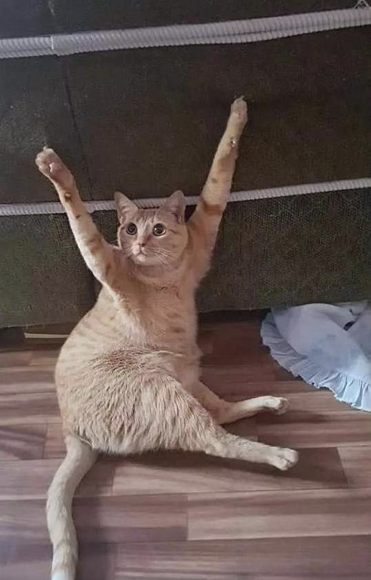 下班看见猫咪双手投降还以为它犯啥错了走近后铁憨憨无疑了