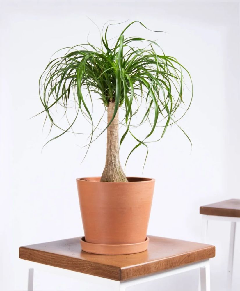 酒瓶兰(酒瓶兰的养殖方法)