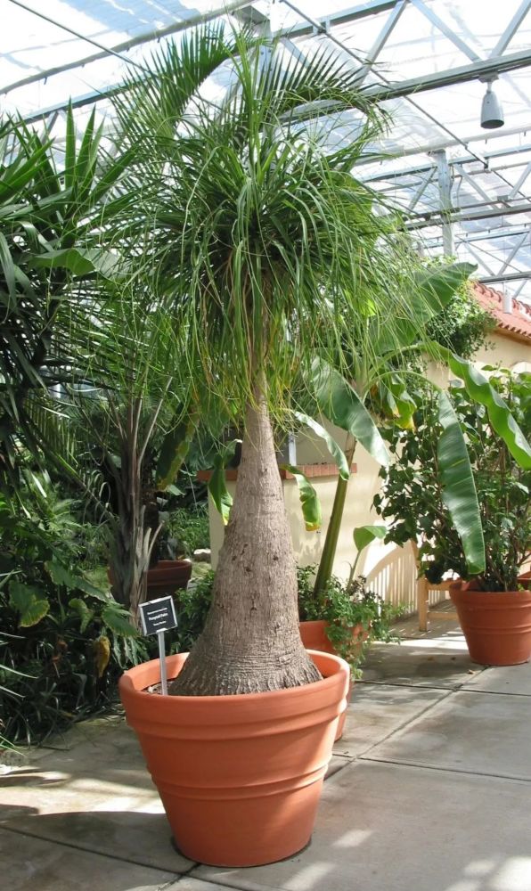 盆栽酒瓶兰能养死基本都是因为浇水太勤快了