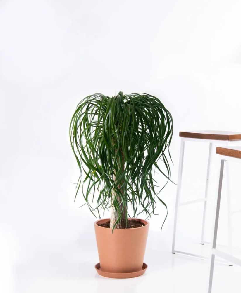 盆栽酒瓶兰能养死基本都是因为浇水太勤快了