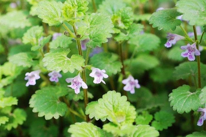 大叶草 - 求真百科