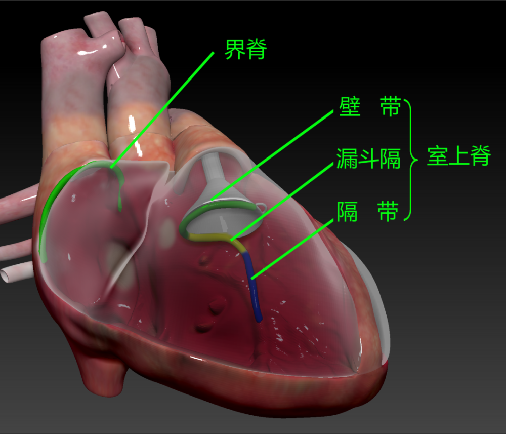 绿宝书 精美图谱 生动形象 换个方式看心脏解剖 3 腾讯新闻