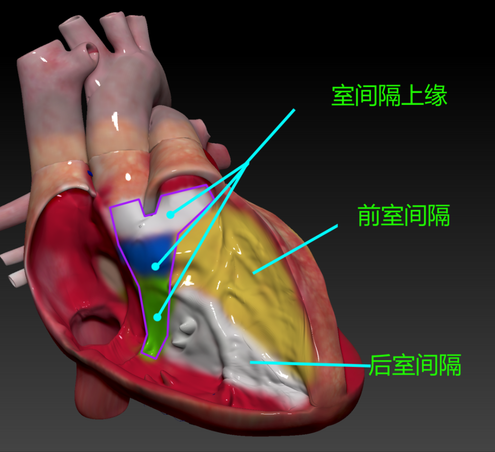 绿宝书∣精美图谱生动形象换个方式看心脏解剖3
