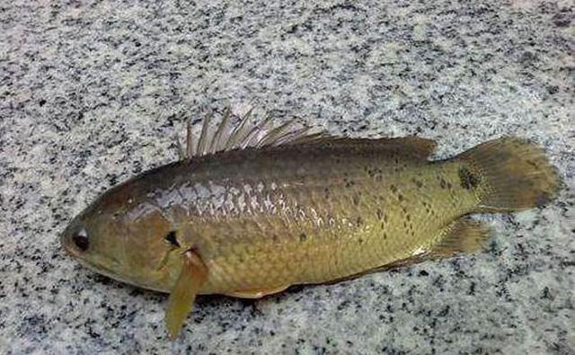 近日暴雨導致廣東上千條魚跳上岸這是什麼魚