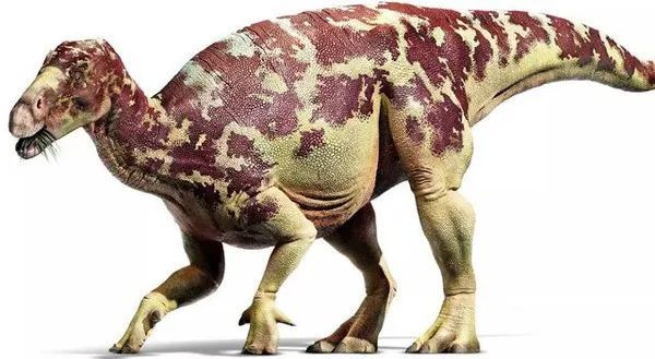 马鬃龙:前无古"龙"的食草专家