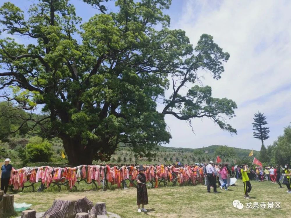 五月,我们一起相约华夏古槐王景区!