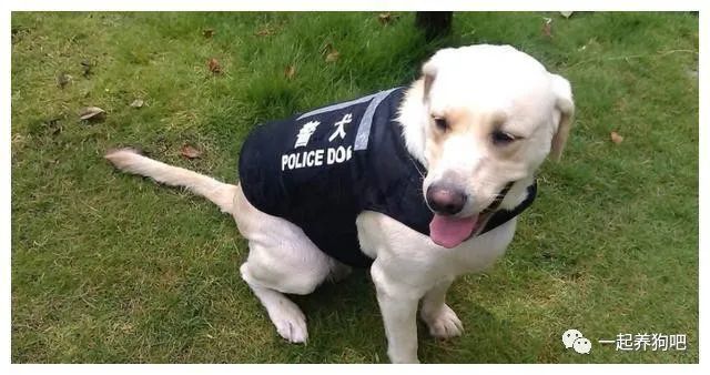 人类的守护者 常见的9种警犬 你知道多少 腾讯新闻