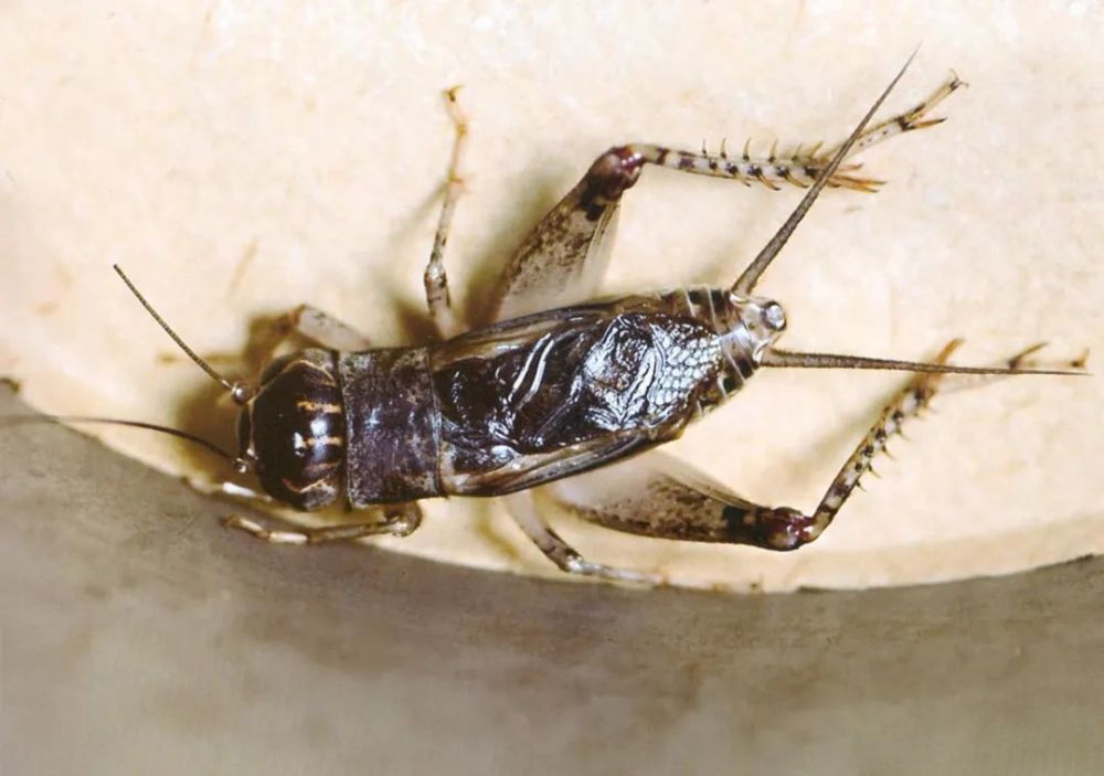 蟋蟀鉴赏:千童白牙青_腾讯新闻