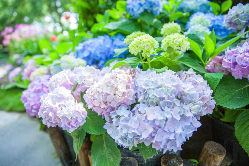 在2000株绣球花旁吃龙虾烧烤宝山这个活动绣色可餐