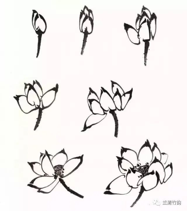 怎样画荷花国画写意荷花的简洁画法分步骤详解图一练就会