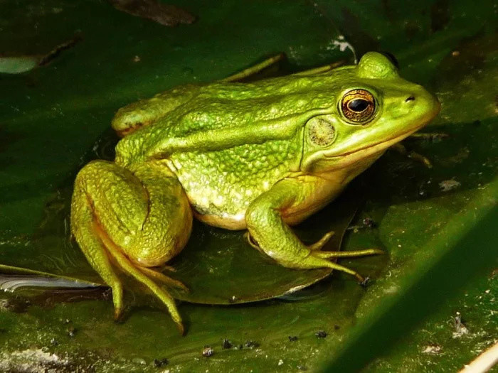 博物馆的一只奇特"绿青蛙",因为一条尾巴,成为国家二级文物
