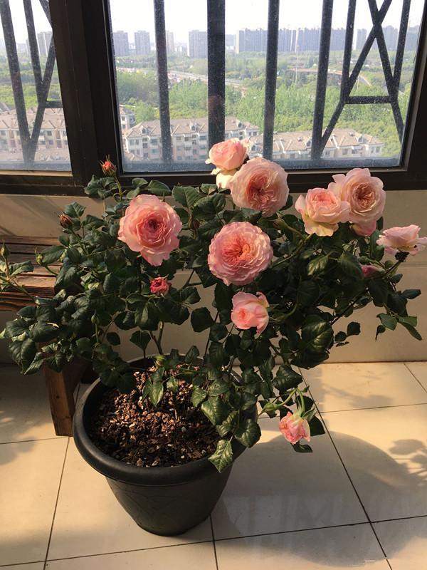 月季花凯拉花朵又美又香四季开不停养护容易还很耐热