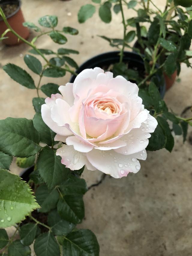 月季花凯拉花朵又美又香四季开不停养护容易还很耐热