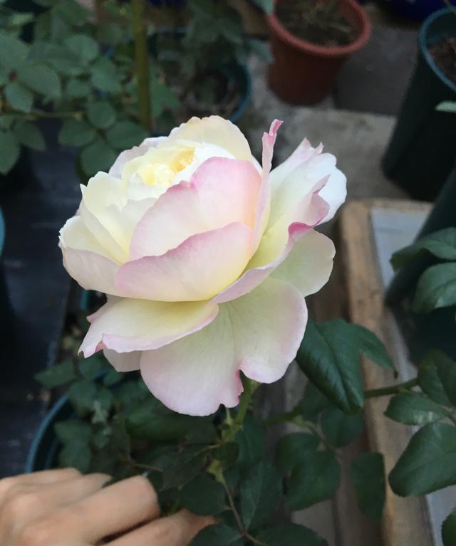 月季花凯拉花朵又美又香四季开不停养护容易还很耐热