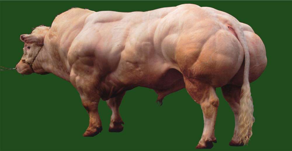 如今连牛都开始健身了?一身的腱子肉,怪不得能卖天价!