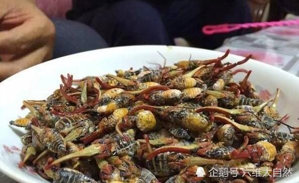 龙眼荔枝果树上的龙眼鸡,是一种美丽的害虫,也是绝佳