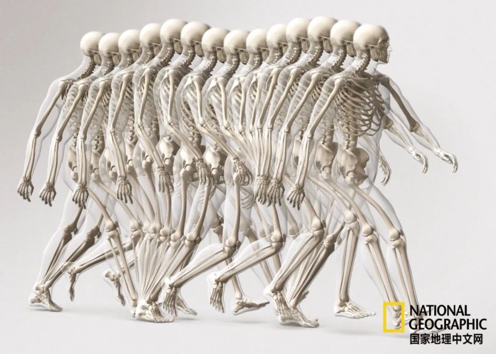 骨质疏松|这一堆堆的白骨，居然活了