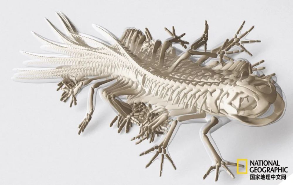 骨质疏松|这一堆堆的白骨，居然活了