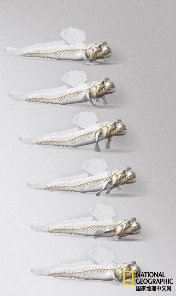 骨质疏松|这一堆堆的白骨，居然活了