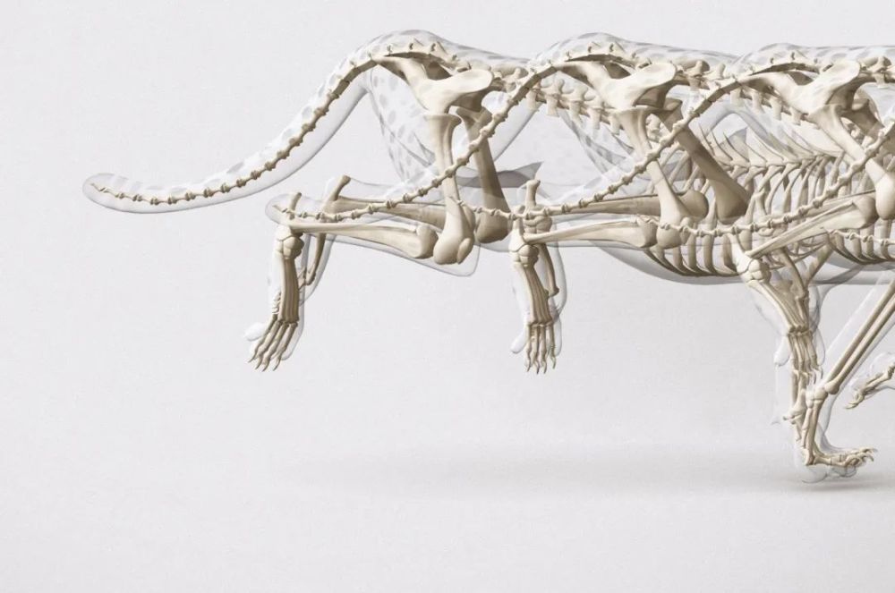 骨质疏松|这一堆堆的白骨，居然活了