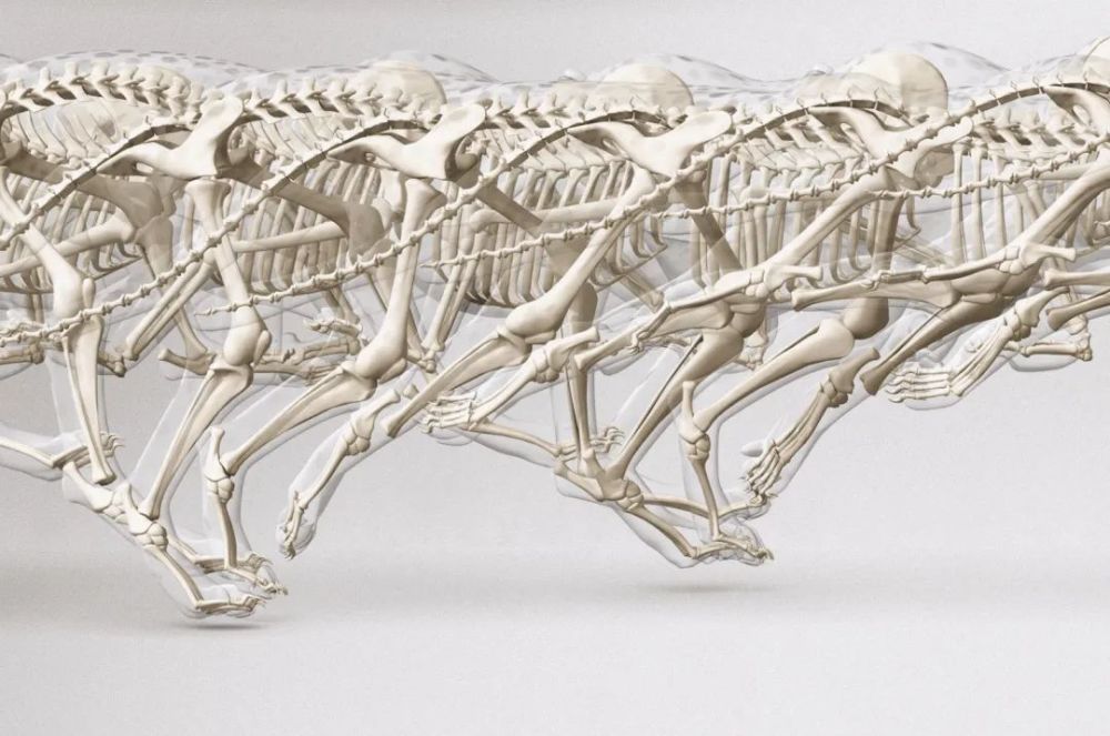 骨质疏松|这一堆堆的白骨，居然活了