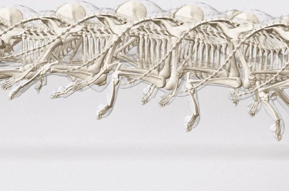 骨质疏松|这一堆堆的白骨，居然活了