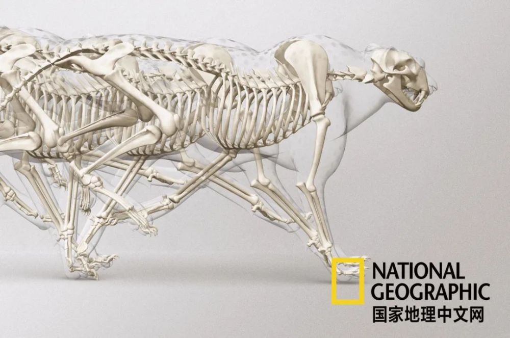 骨质疏松|这一堆堆的白骨，居然活了