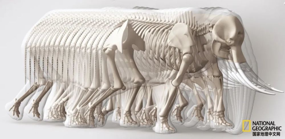 骨质疏松|这一堆堆的白骨，居然活了