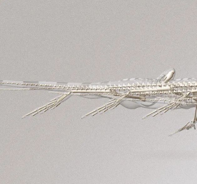 骨质疏松|这一堆堆的白骨，居然活了