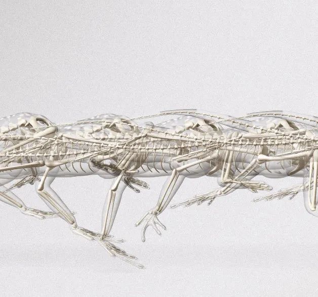 骨质疏松|这一堆堆的白骨，居然活了