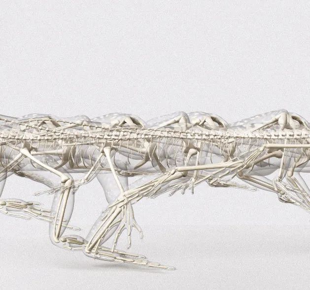 骨质疏松|这一堆堆的白骨，居然活了