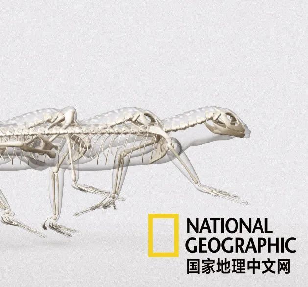 骨质疏松|这一堆堆的白骨，居然活了