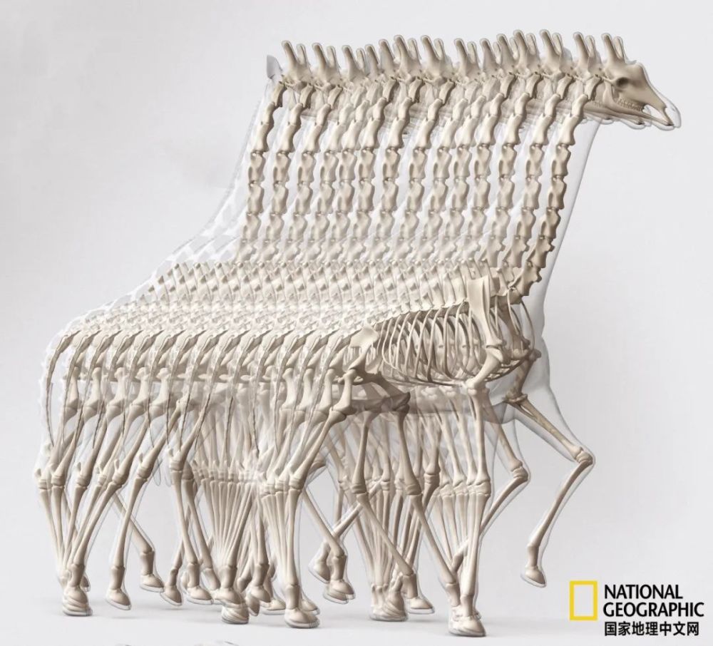 骨质疏松|这一堆堆的白骨，居然活了