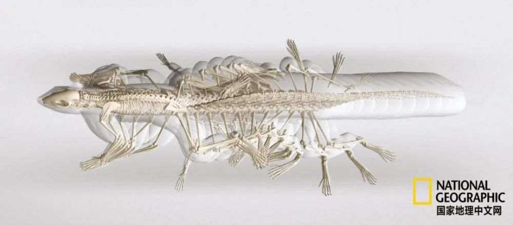 骨质疏松|这一堆堆的白骨，居然活了