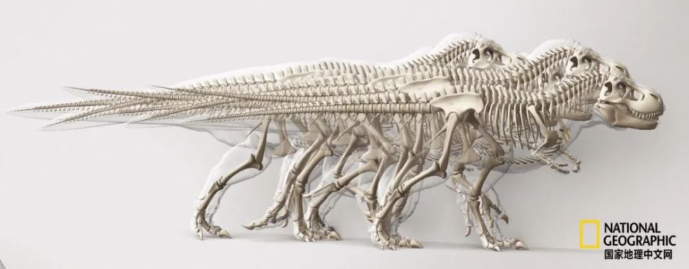 骨质疏松|这一堆堆的白骨，居然活了