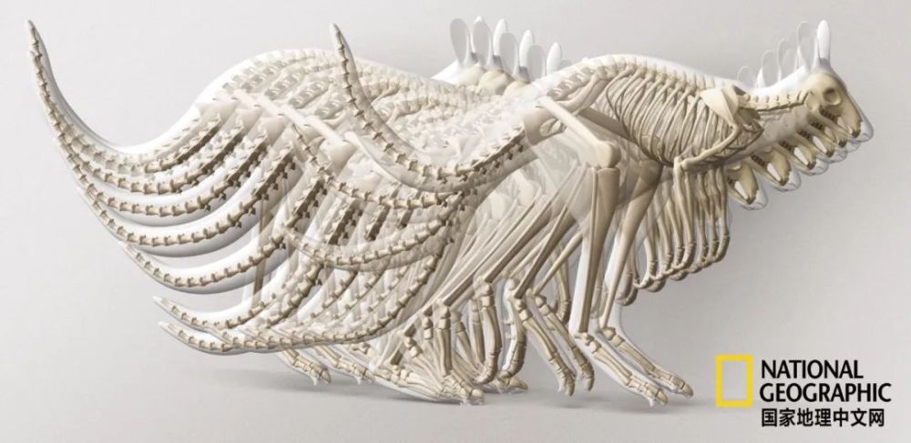 骨质疏松|这一堆堆的白骨，居然活了