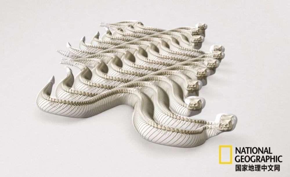 骨质疏松|这一堆堆的白骨，居然活了