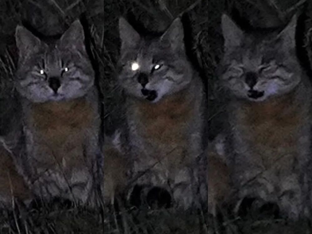 兔狲|啊！看到兔狲了！